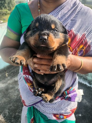 Rottweiler puppies for sale