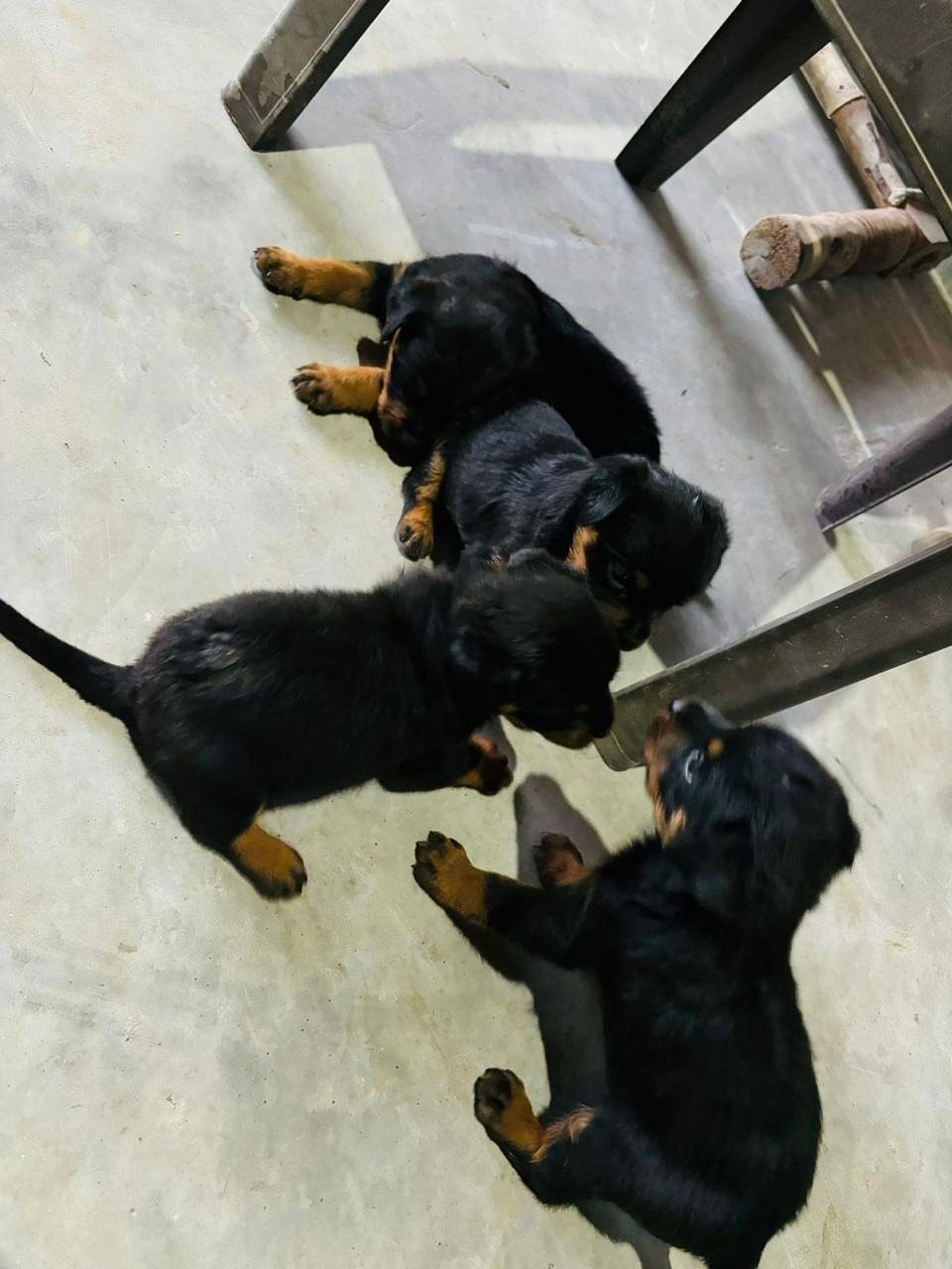 Rottweiler Puppies