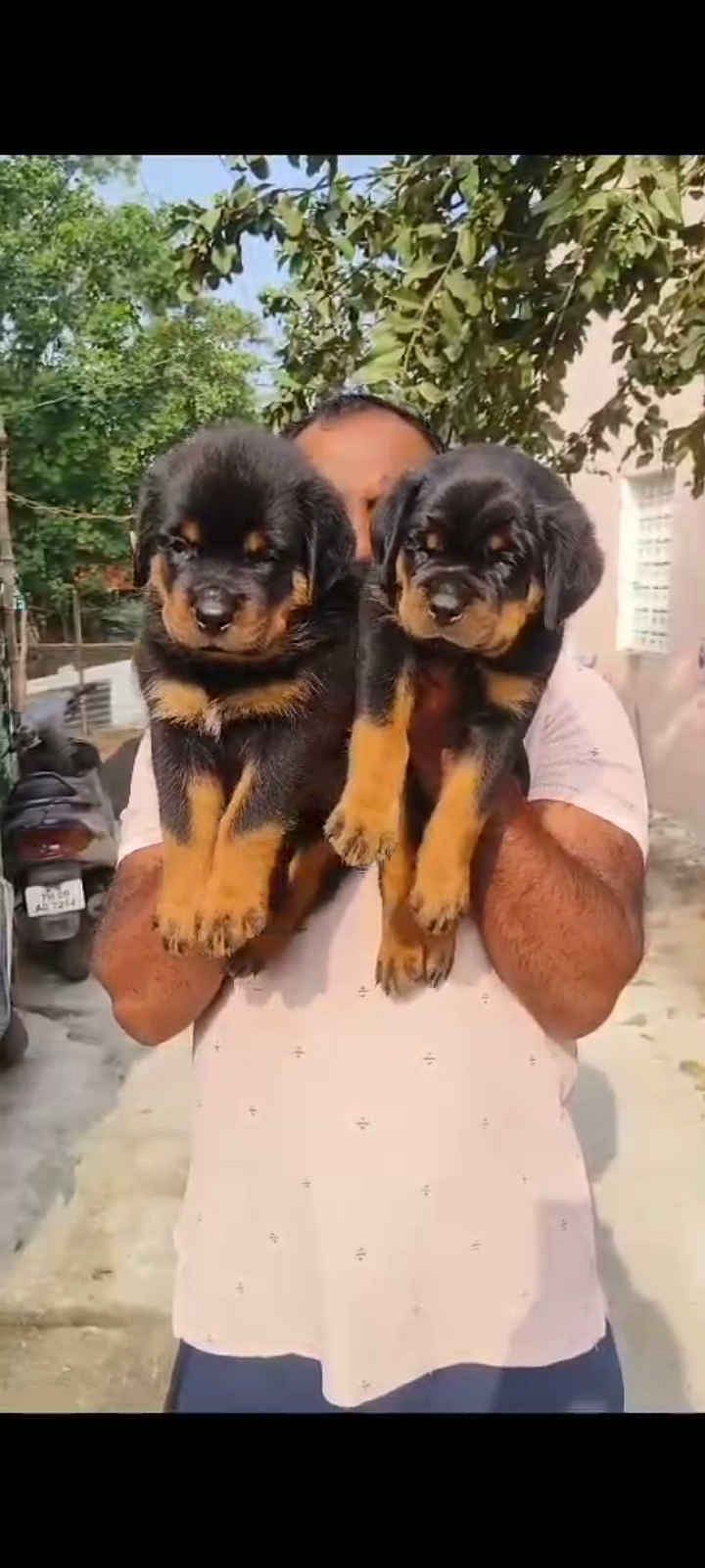 Rottweiler Puppies