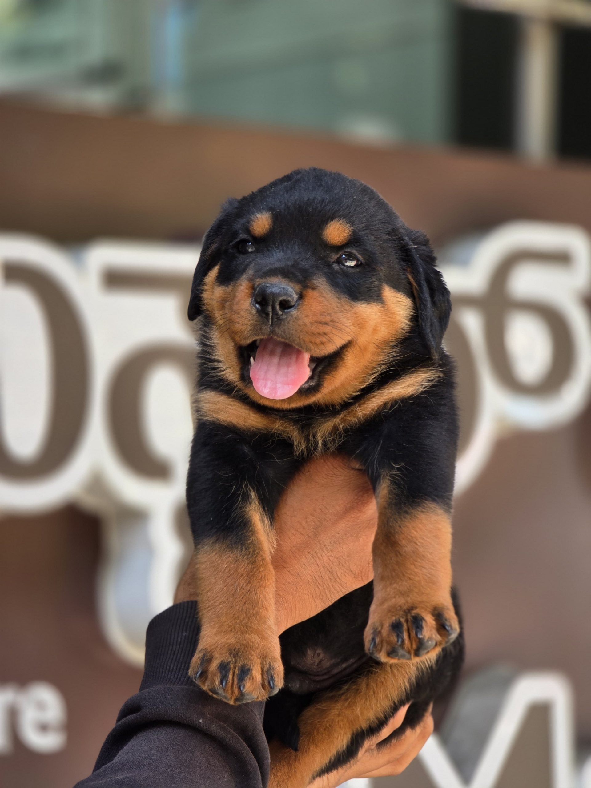 Rottweiler puppies