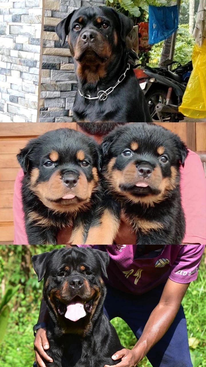 Rottweiler puppies for sale