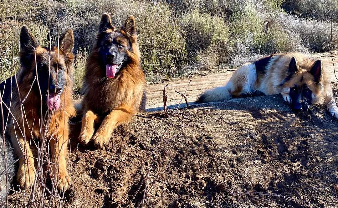 Rottweiler puppies for sale