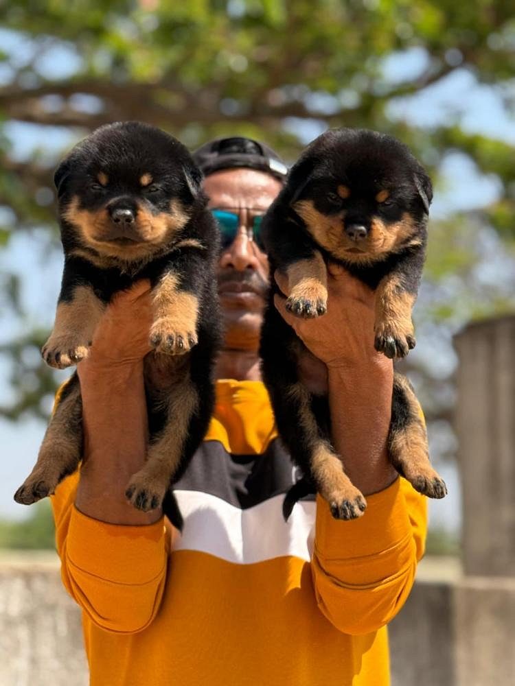 Rottweiler puppies for sale
