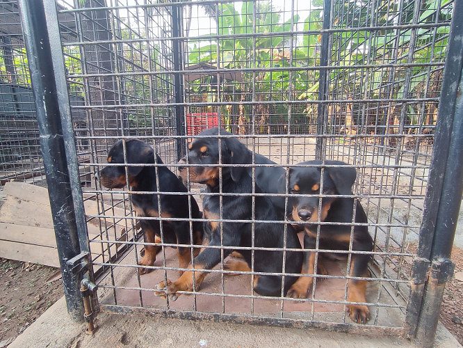 Rottweiler Puppies