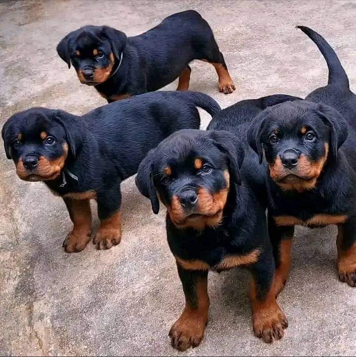 Rottweiler puppies for sale