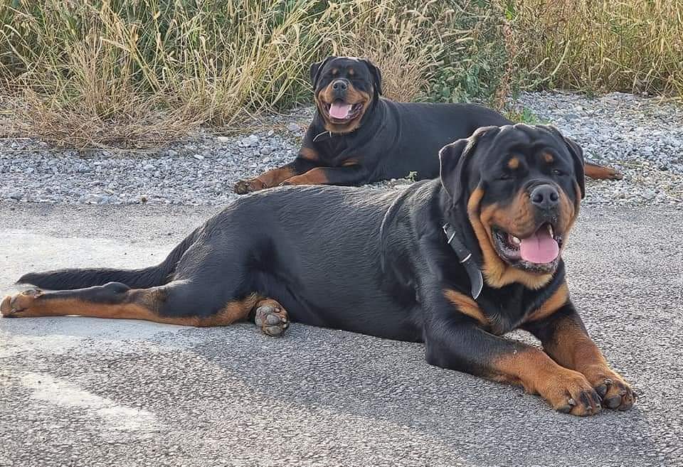 Rottweiler puppies