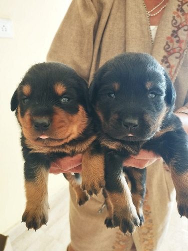Rottweiler puppies