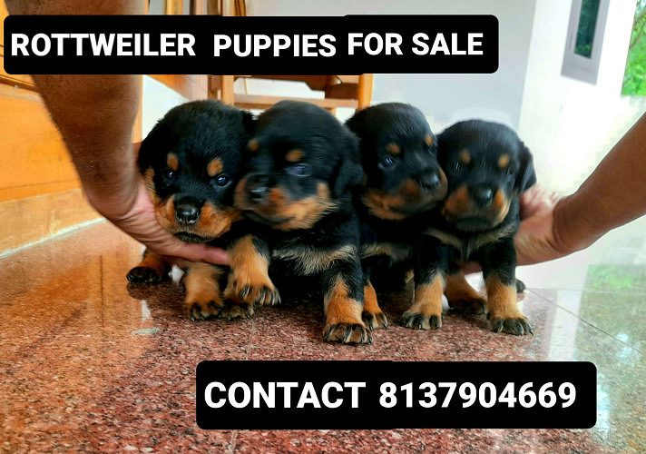Rottweiler Puppies for sale