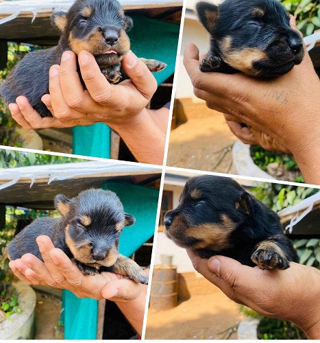Rottweiler puppies for sale with KCI.
