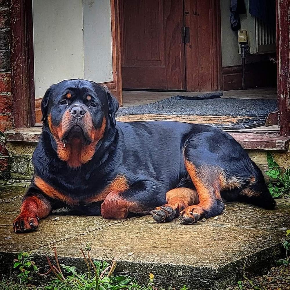 Rottweiler puppies for sale KCI registered in Bangalore