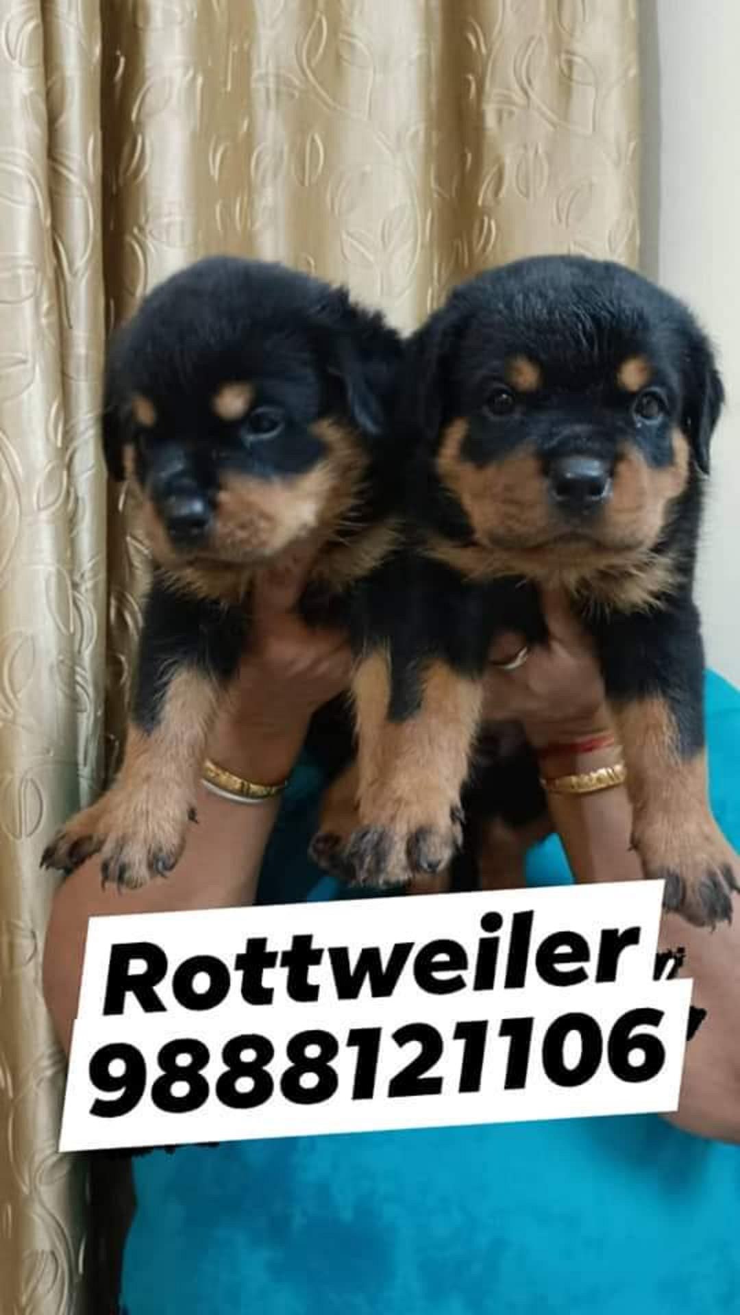 Rottweiler puppy buy near me call 9888121106