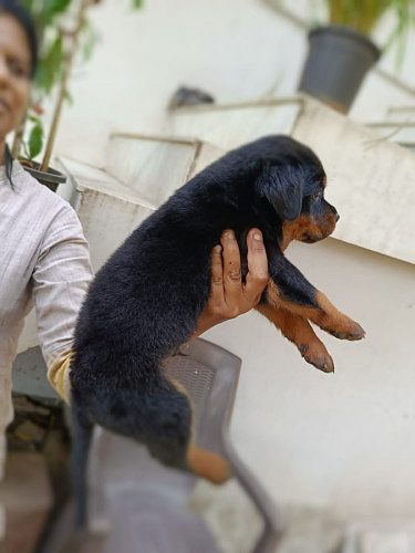 Rottweiler Puppy for Sale