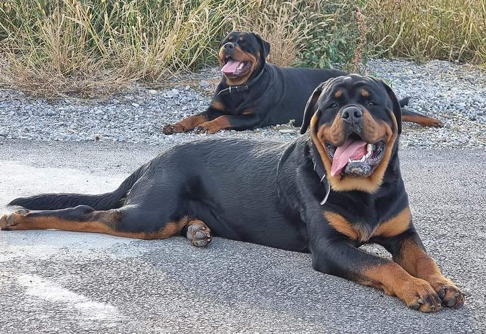 Rottweiler puppy price