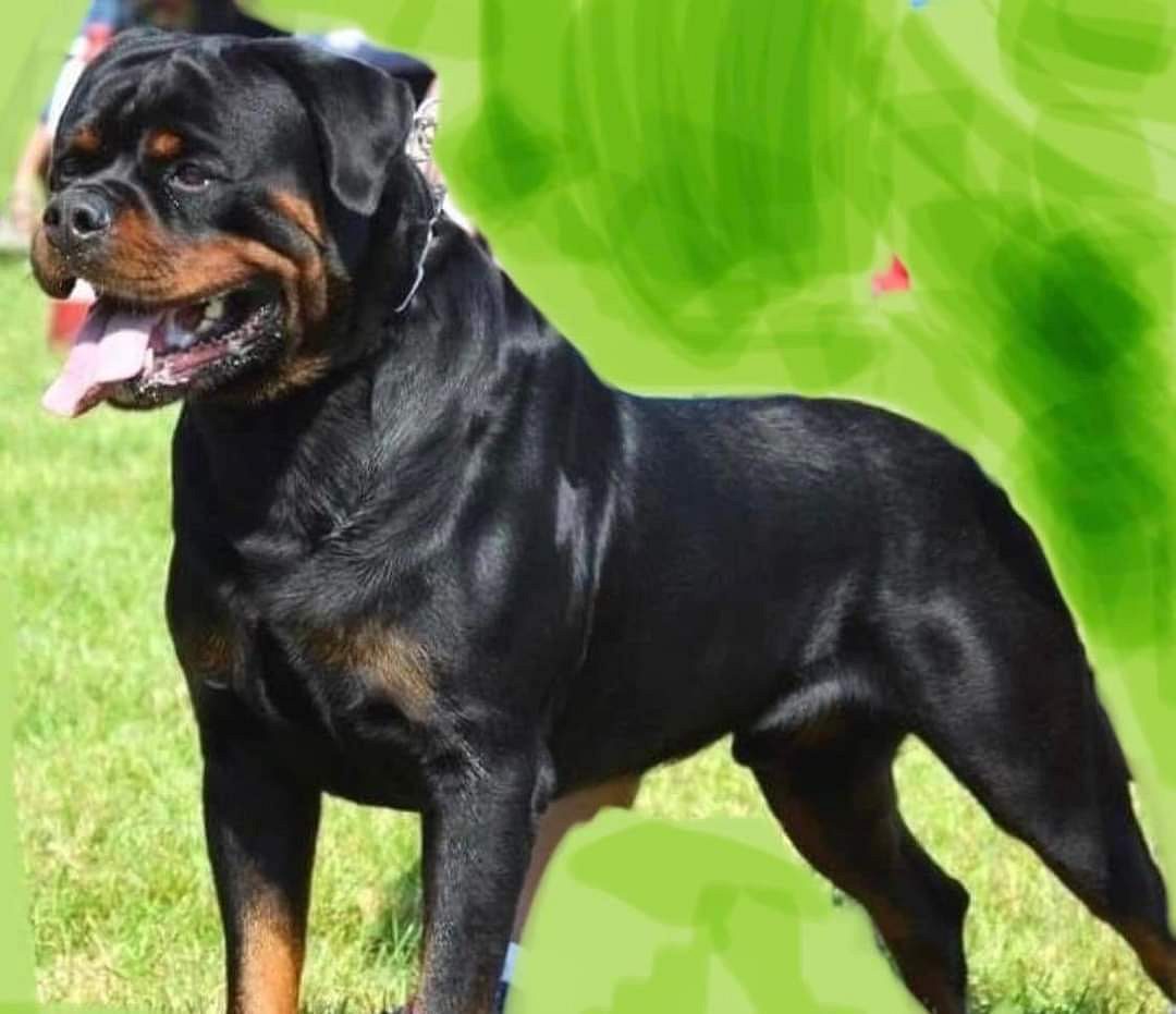 Rottweiler puppy price
