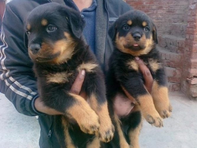 Rottweiller