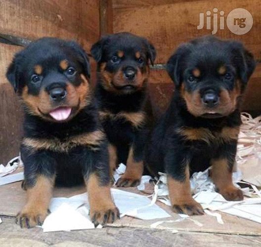 Rottweiller