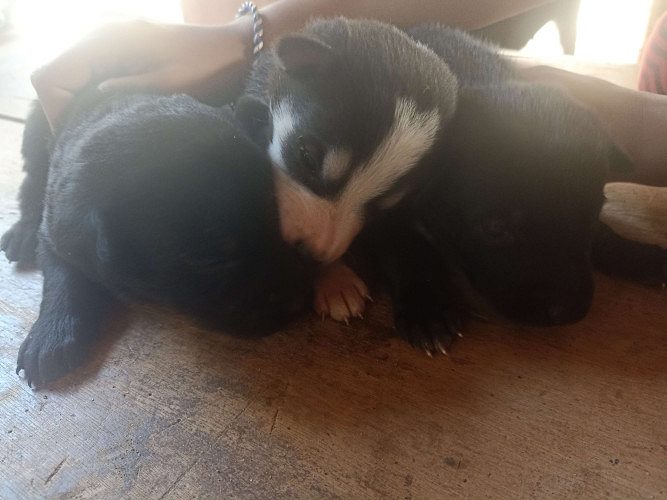 3 rottwelier puppies for sale