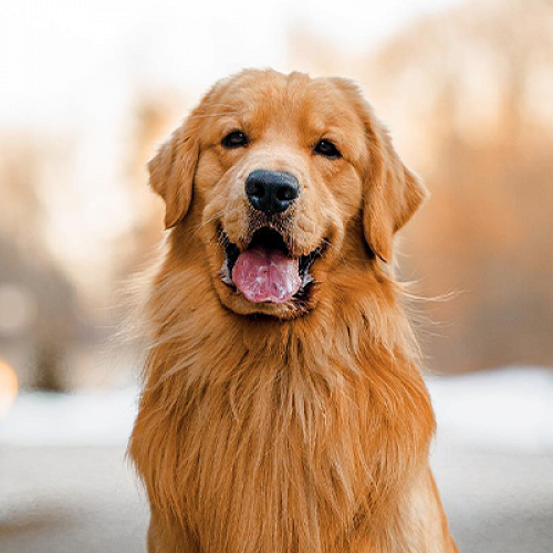 rottwellier top quality dog and puppies for sale in indore 7987036124