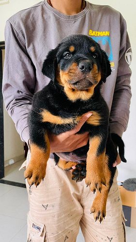 Rotveilier male puppy