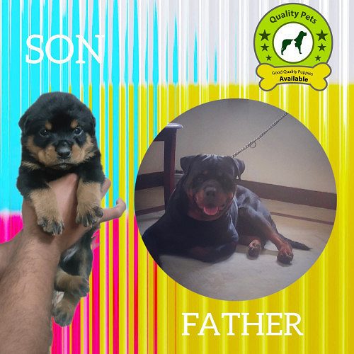 Rotwiller puppies available in Chennai contact 8754615589