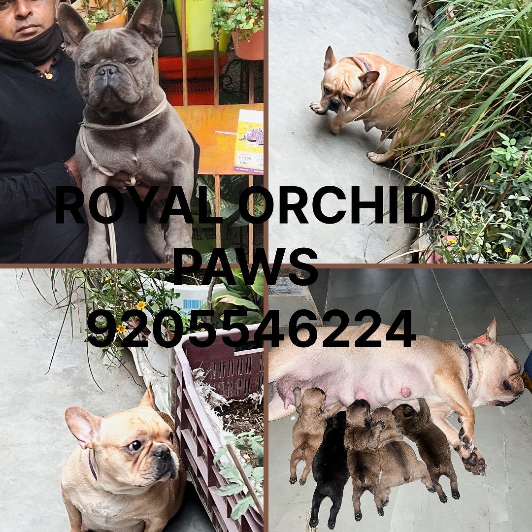 ROYAL ORCHID PAWS PRESENTS IMPORT QUALITY FRENCH BULLDOG PUPPS HEAVY BONE CHAMPION LINE