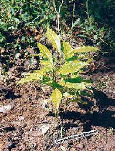 Rudraksha plant