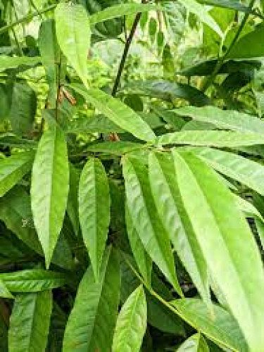 Rudraksha trees for sale