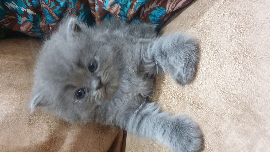 Russia blue Persian cat