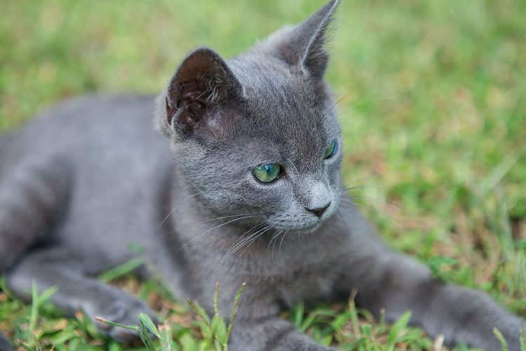 Russian Blue Cats and Kittens for sale