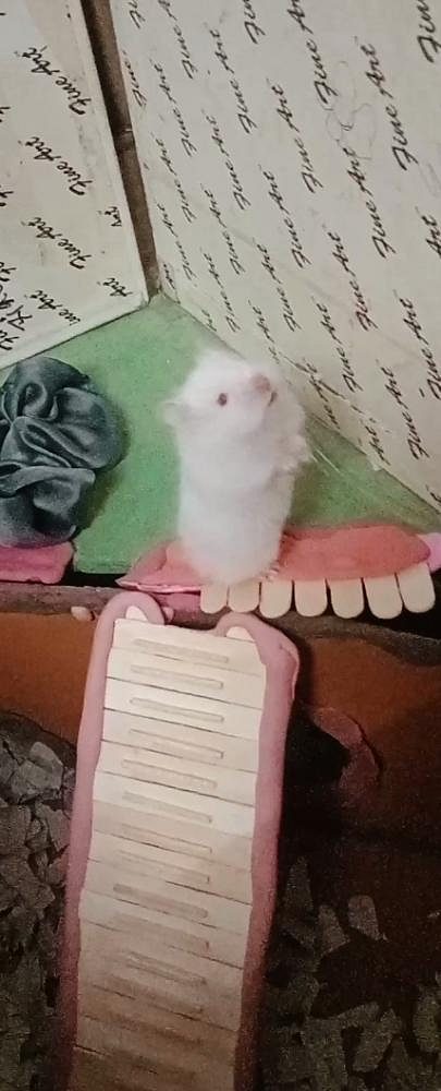 Russian dwarf hamster