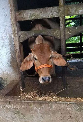 Sahiwal Cows Calf 17 months old in Kerala