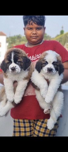 Saint Bernard