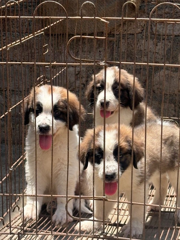 Saint Bernard for sale in Indore in low price