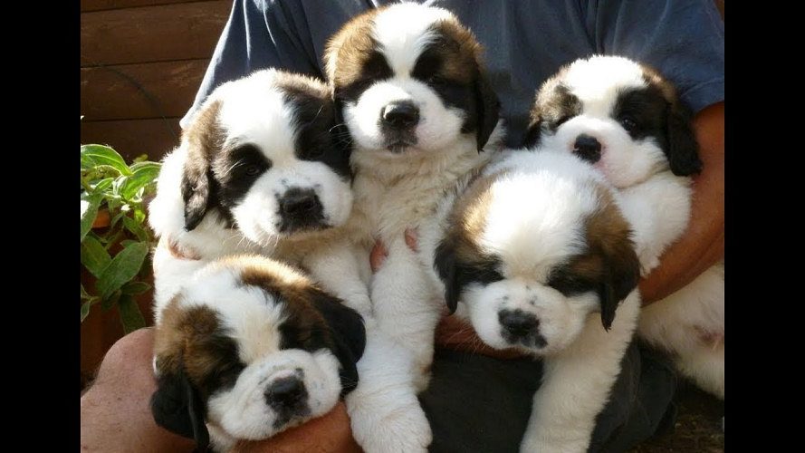 Saint Bernard puppies 9047773374