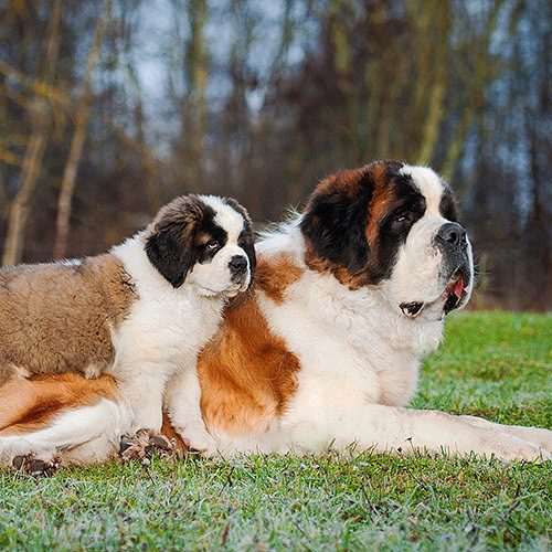saint bernard puppies for sale in indore 7987036124