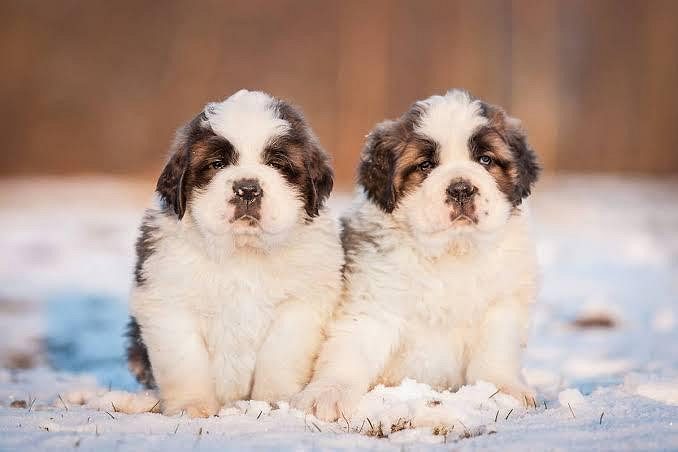 Saint Bernard Puppy 8800539300