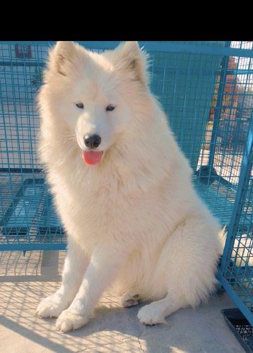 Samoyed