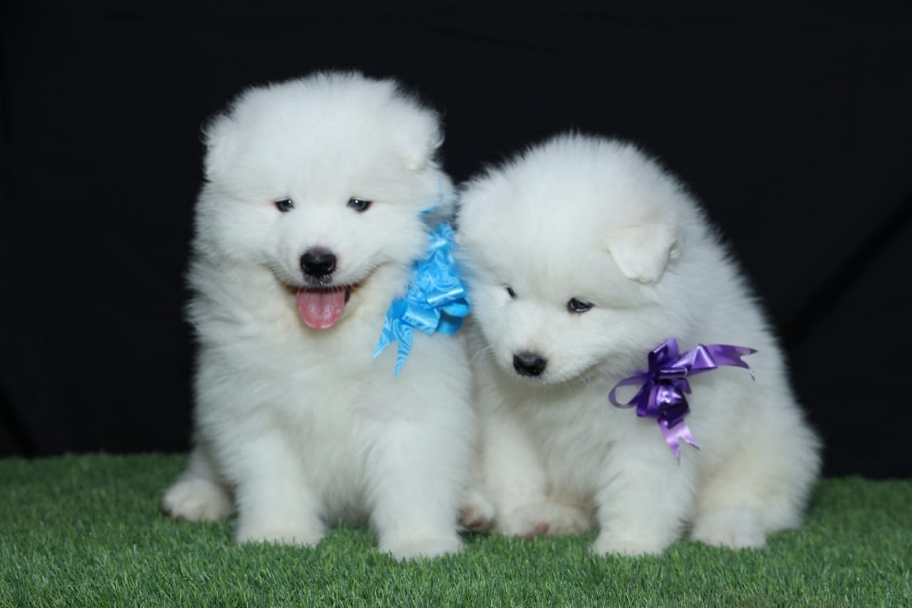Samoyed puppy