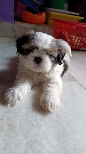 Schitzu male for sale