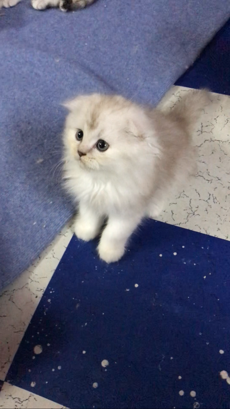 Scottish fold kittens imported parents