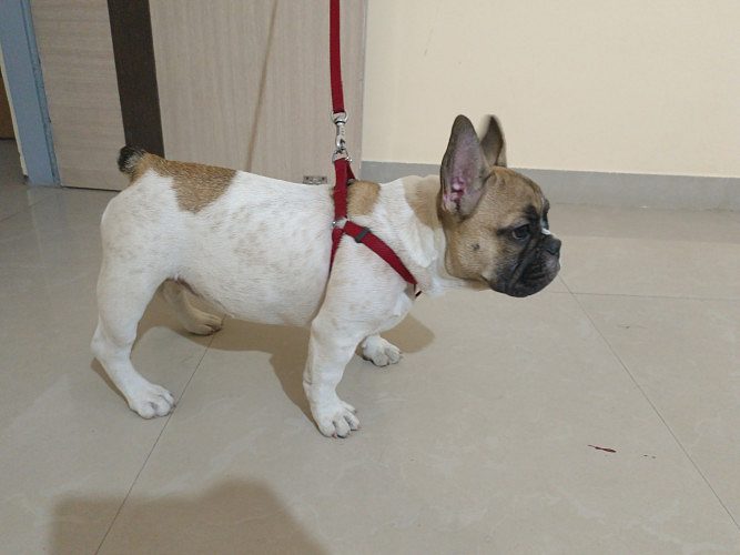 Sell French Bull dog
