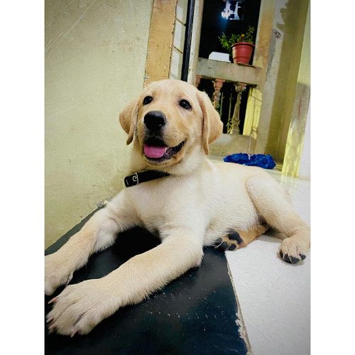 Sell Labrador Dog