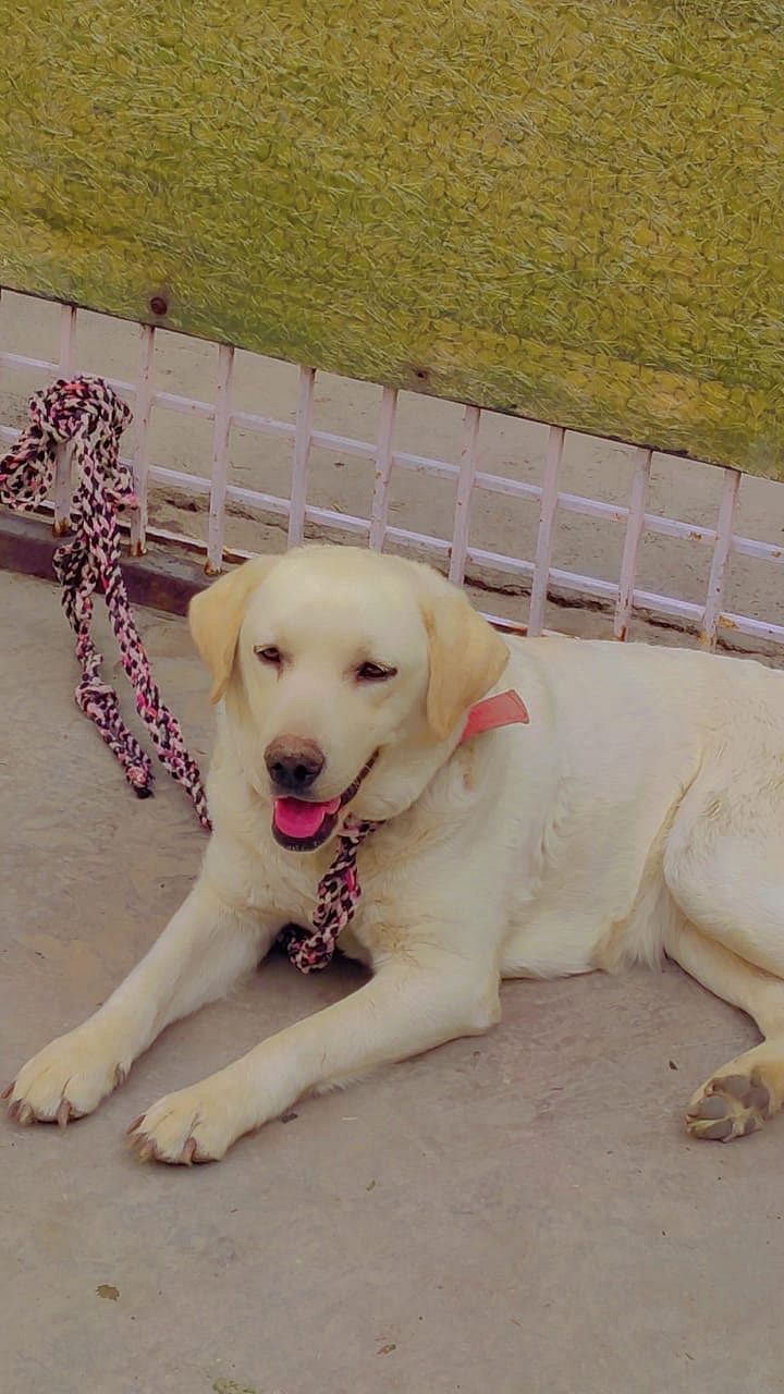 Sell labrodar retriver