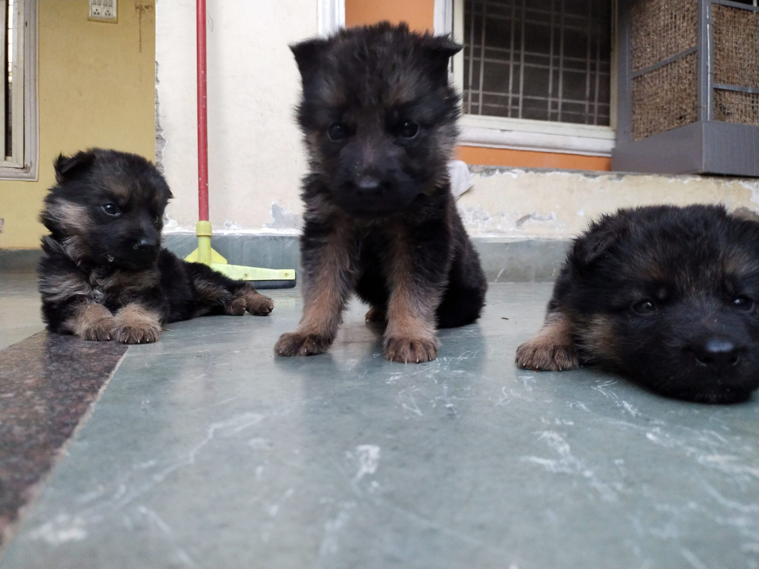 Sell my German shepherd puppy