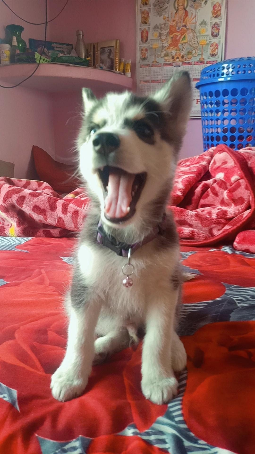 I sell Siberian husky puppy