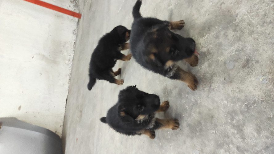 Selling German Shepherd Puppies