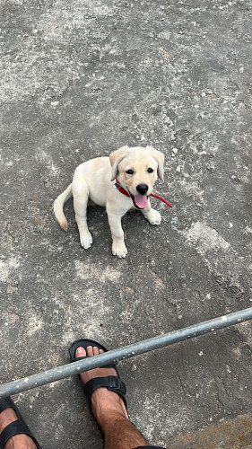 Selling Labrador