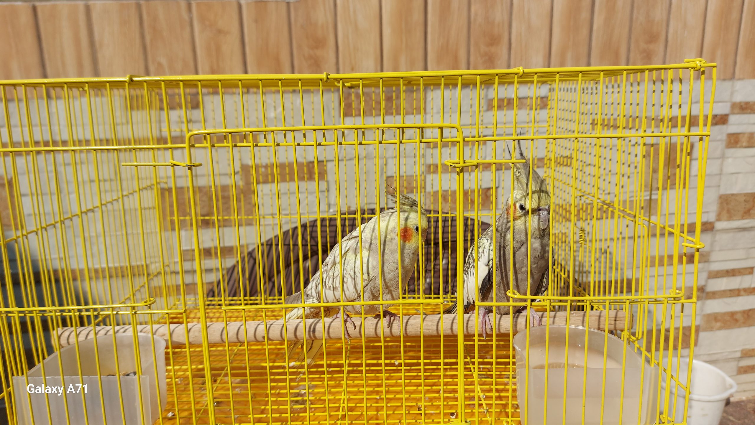 Selling Pair cockatiel male female