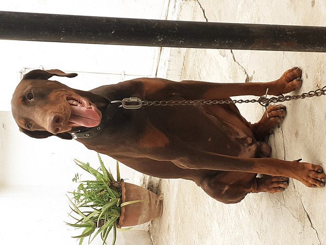 Semi Adult[12 months] European Male Doberman