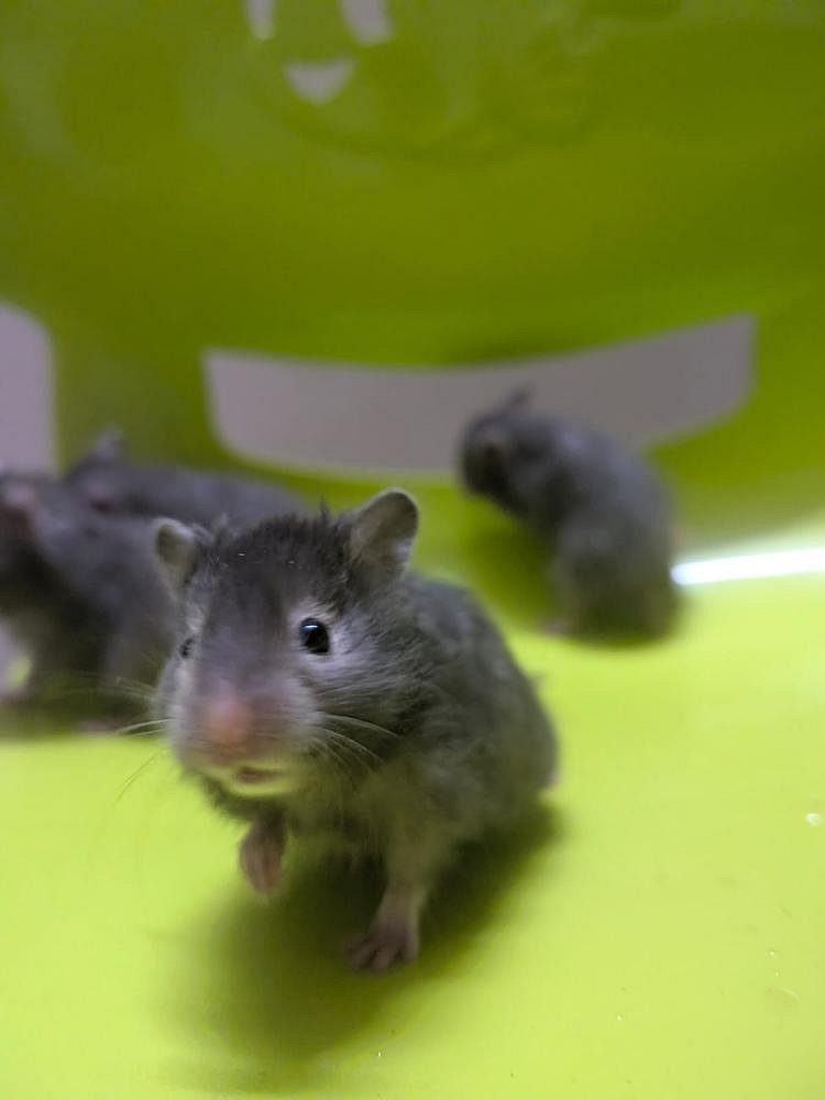 Serian Hamster